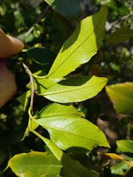 Image result for Rhamnus prinoides
