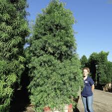 Image result for Podocarpus milanjianus