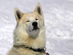 Check spelling or type a new query. Dog Waste Removal Grosse Pointe Farms Mi Michigan Pet Waste Removal