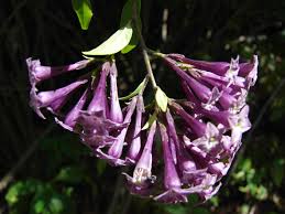 Image result for Cestrum elegans