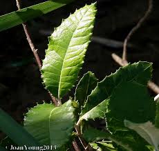 Image result for Brachylaena discolor