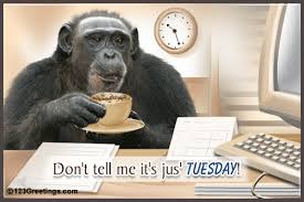 Looking for the best funny tuesday quotes pictures, photos & images? Funny Tuesday Quotes Quotesgram