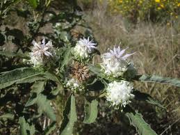 Image result for Vernonia adoensis