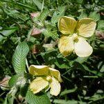 Image result for Ludwigia erecta