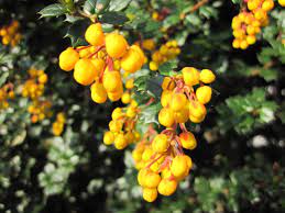 It should not be let get too dry in the first year. 10 Plants For An Irish Hedge Peter Donegan Garden Design Landscaping