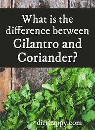 Cilantro Vs Coriander If You Ve Always Wondered The Difference In Recipes This Explains It Quite Well Cilantro Coriander Growing Cilantro