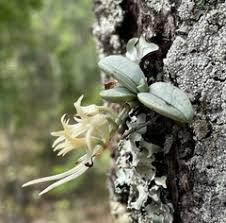Image result for Cyrtorchis neglecta
