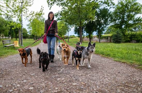 Professional Dog Walker Leash York Professional Pet Sitting And Dog Walking  Choosing The