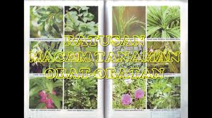 Tak hanya tinggi, salah satu macam anggrek indah ini tingginya bisa 3 meter! Ratusan Macam Tanaman Obat Obatan Beserta Manfaatnya Youtube