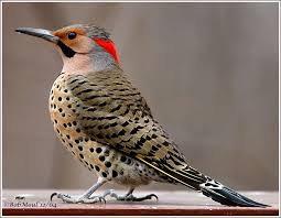 Browse with ease, select and organize hundreds of photos with one gesture, and share in seconds. 67 Flicker Ideas In 2021 Northern Flicker Flicker Beautiful Birds