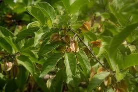 Image result for Combretum apiculatum