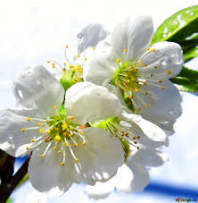 The glossy green foliage, white scented flowers and colourful fruit make these trees just as suited to ornamental plantings and container growing as to the home orchard. Download Free Picture Image For Profile Picture Flowers Of Fruit Trees On Cc By License Free Image Stock Torange Biz Fx 4345