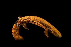 Image result for Oxyrhachis