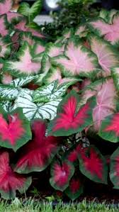Callas, cannas & gladiolus sale ; Complete Guide To Planting And Storing Caladium Bulbs Daylilies In Australia