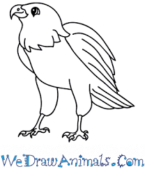 We did not find results for: How To Draw A Cartoon Hawk