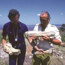 Cearadactylus is a genus of large anhanguerid pterodactyloid pterosaur from the romualdo the name refers to the brazilian state ceará, and combines this with greek daktylos, finger, a reference. Giuseppe Leonardi Left Shows An Incomplete Skeleton Of A Giant Download Scientific Diagram