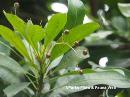 Image result for Pycnosphaera buchananii