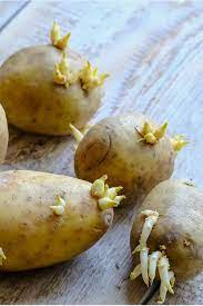 Once prepared, potatoes should be stored in a tightly closed container to keep out moisture and other contaminants. Do Potatoes Go Bad How Long Does It Last