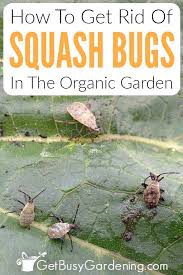 If you discover squash bugs your garden, follow one of these three methods to get rid of them. How To Get Rid Of Squash Bugs Naturally Using Organic Control Methods
