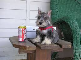 Toy Schnauzer Full Grown Goldenacresdogs Com