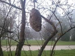 Never Seen A Beehive Shaped Like Their Cartoon Counterparts Again Mildlyinteresting Cartoon bee hive illustrations & vectors. never seen a beehive shaped like their
