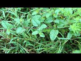 Image result for Canscora diffusa