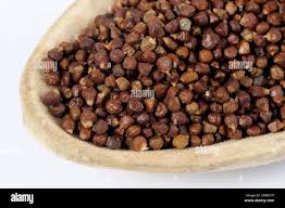 Image result for Aframomum mala