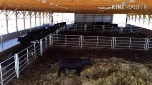 No need to work around big load bearing walls as the loads there are many possibilities with these barn plans. Overview Of Our Cattle Barn And Feed Lot Used For Black Angus Youtube