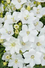 Image result for Belonophora