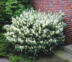 Buy Otto Luyken Cherry Laurels Online Available In 3 5 And 7 Gallon Sizes Free Shipping Directly To Your Evergreen Shrubs Evergreen Landscape Garden Shrubs