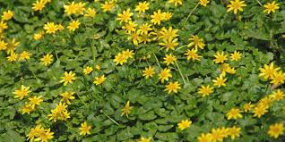 Flowers bloom in the spring and summer. Six Spring Flowers To Spot Sussex Wildlife Trust