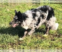 Border collie names border collie puppies yorkshire towns different colored eyes cute borders blue eyed girls chocolate girls bestest friend best dog breeds. Puppyfinder Com Border Collie Puppies Puppies For Sale Near Me In Oregon Usa Page 1 Displays 10