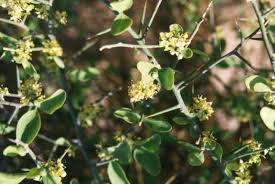 Image result for Balanites aegyptiaca