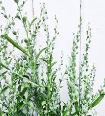 Image result for Lepidium sativum