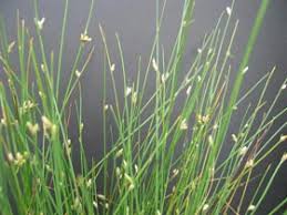 Image result for Cyperus maculatus