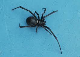 Black widow spiders have a smaller range than widow spiders. Western Black Widow Spider Facts Identification Pictures