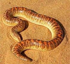 Pin On Snake