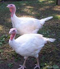 Maybe you would like to learn more about one of these? Keeping Turkeys As Pets
