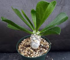 Image result for Euphorbia pfeilii