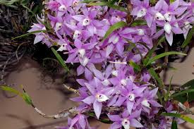 Dendrobium Hercoglossum Species Orchid Orquidea Cultivo Flores
