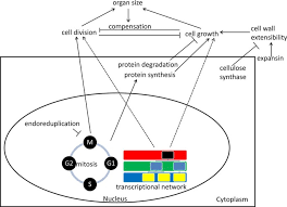 Vacuole functions in the storage of substances, maintenance of osmolarity and sustain. What Determines Cell Size Bmc Biology Full Text
