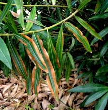 Image result for xylella fastidiosa oleander symptoms