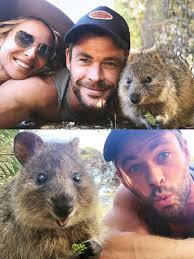 😍欢迎来到短尾矮袋鼠的天地！澳洲超级可爱的短尾矮袋鼠🦘...