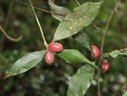 Image result for Englerophytum rwandense