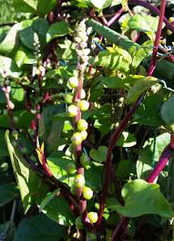 Image result for Basella