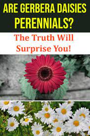Are Gerbera Daisies Perennials The Truth Will Surprise You Gerbera Daisy Perennials Organic Lawn Care