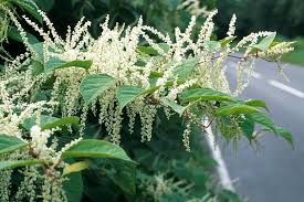 Image result for Fallopia