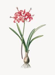 Image result for Crinum paludosum