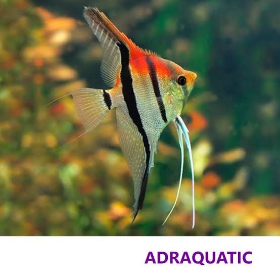 Jual Ikan Hias Manfish Manacapuru Red Shoulder Angelfish Air Tawar Di  Seller Adraquatic - Paledang, Kota Bandung | Blibli