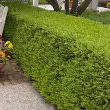 There may be a slightly blistered appearance on the leaf's undersurface. Wintergreen Boxwood Plantaddicts Com